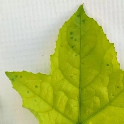thumbnail for publication: Symptoms of Nitrogen and Iron Deficiency in Luffa